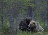 Finland_Bears (49)