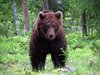 Finland_Bears (37)