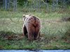 Finland_Bears (52)
