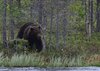 Finland_Bears (47)