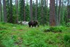 Finland_Bears (41)