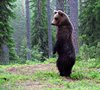 Finland_Bears (46)