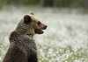 Finland_Bears (58)