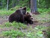 Finland_Bears (31)