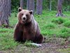 Finland_Bears (33)