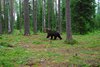Finland_Bears (44)
