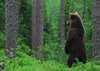 Finland_Bears (42)
