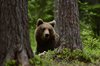 Finland_Bears (45)