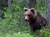 Finland_Bears (40)