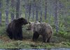 Finland_Bears (50)