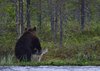 Finland_Bears (48)