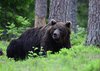 Finland_Bears (35)