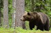Finland_Bears (2)