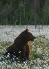Finland_Bears (74)
