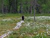Finland_Bears (62)