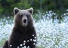 Finland_Bears (67)