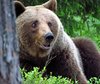 Finland_Bears (19)