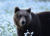 Finland_Bears (64)
