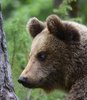 Finland_Bears (22)