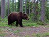Finland_Bears (14)
