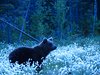Finland_Bears (66)