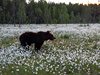 Finland_Bears (73)