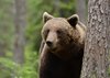 Finland_Bears (5)