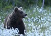 Finland_Bears (65)