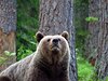 Finland_Bears (20)