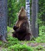 Finland_Bears (25)