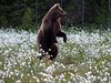 Finland_Bears (71)