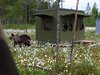 Finland_Bears (61)