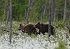 Finland_Bears (63)