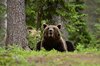 Finland_Bears (1)