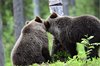 Finland_Bears (28)