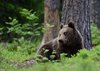 Finland_Bears (26)