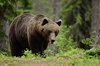 Finland_Bears (3)