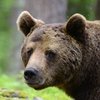 Finland_Bears (18)