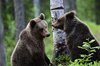 Finland_Bears (29)